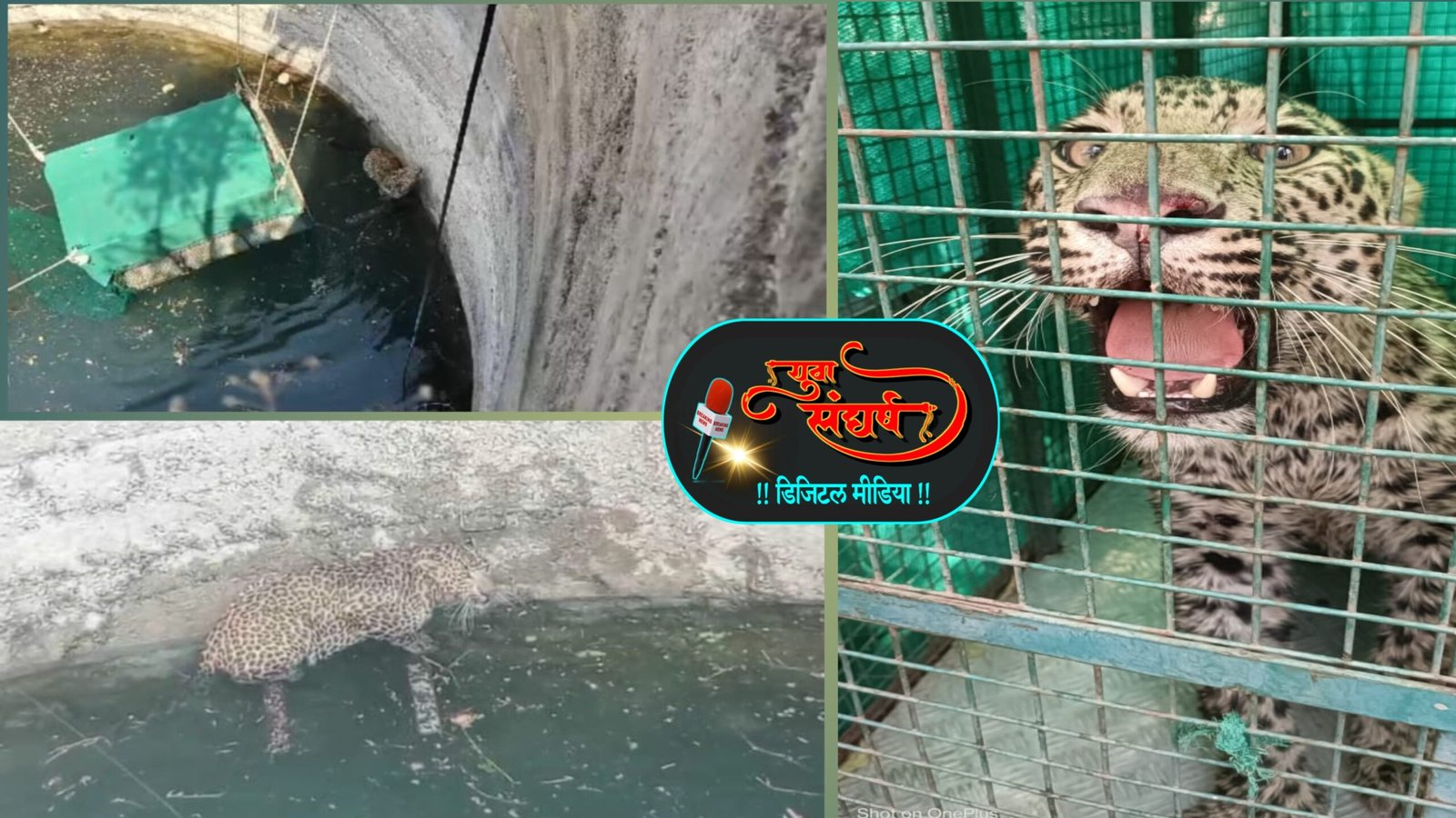 विहिरीत पडलेल्या बिबट्याला जीवनदान; पुसद वनविभागाच्या जलद कृती दलाची उत्कृष्ट कामगिरी..!